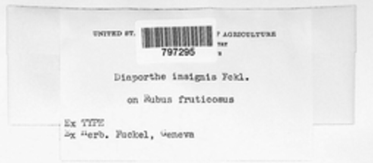 Diaporthe insignis image